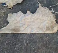 Dry Salted Cow Hide
