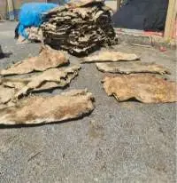 Sun Dry Cow Hide (Unsalted)