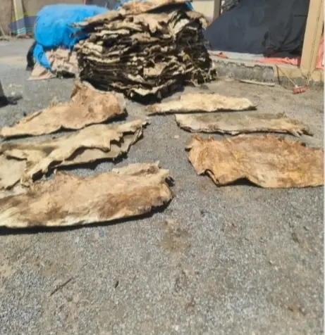 Sun Dry Cow Hide (Unsalted)