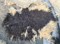 dry salted  sheep skin