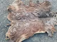 Dry Salted Cow Hide