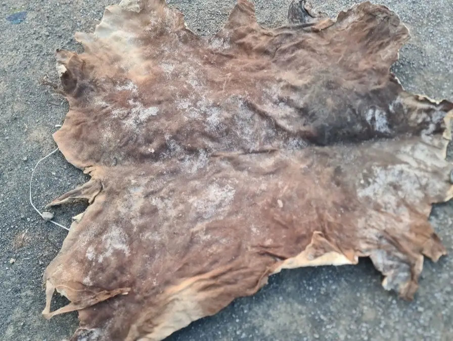 Dry Salted Cow Hide