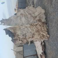 Sun Dry Cow Hide (Unsalted)