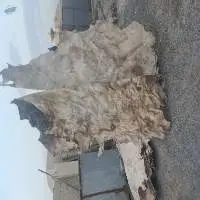 Sun Dry Cow Hide (Unsalted)