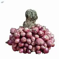 Shallot