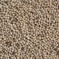 White Pepper
