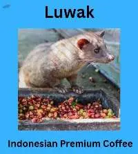 Luwak Coffee