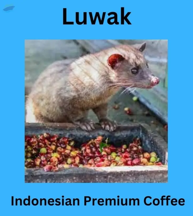 Luwak Coffee