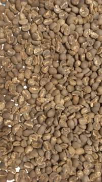 Gayo Coffee bean (Grade: Specialty)