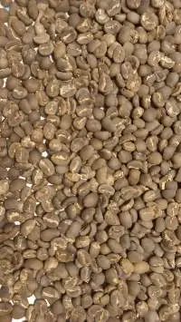 Gayo Coffee bean (Grade: Specialty)