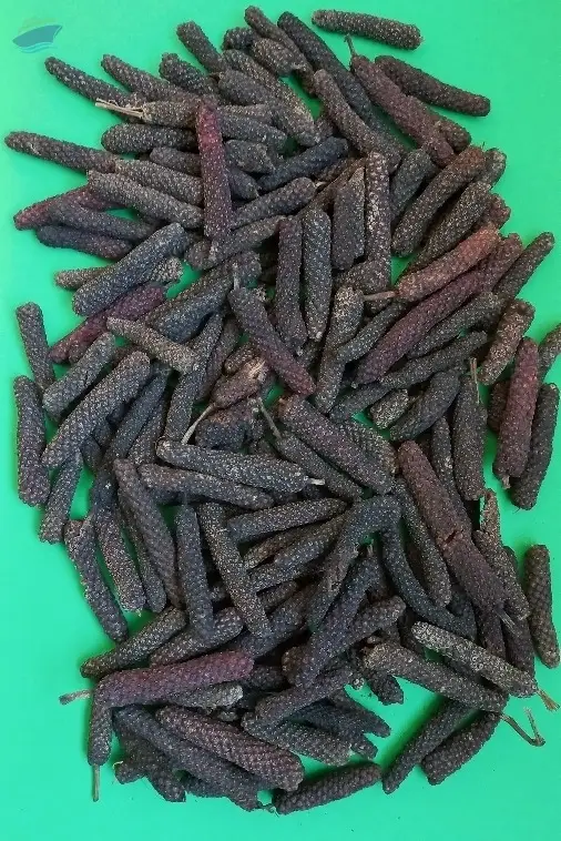 Long Pepper