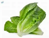 Romaine Lettuce