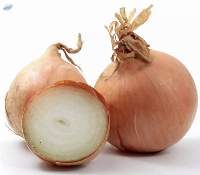 Yellow Onion , Gold Onion