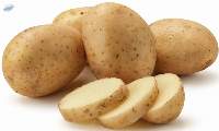 Fresh Potatoes