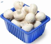 Fresh Mushrooms