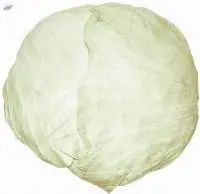 Fresh White Cabbages