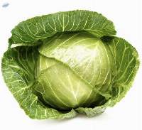Fresh Green Cabbages