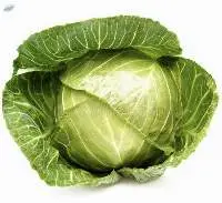 Fresh Green Cabbages
