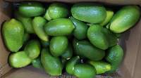 Fresh Vegetables