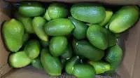 Fresh Vegetables