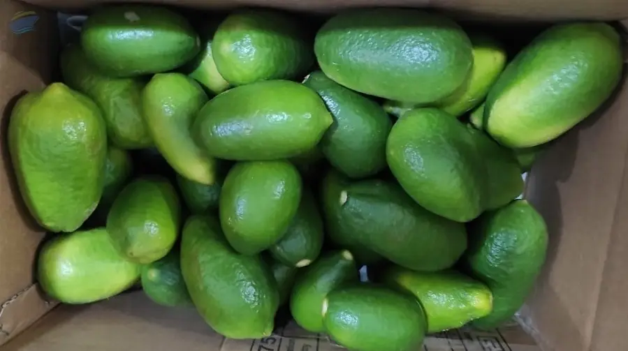 Fresh Vegetables