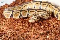 Coir For Reptile Cradle
