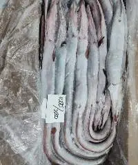 Frozen Eel Fish
