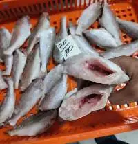 Frozen Croaker HGT