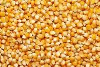 Maize