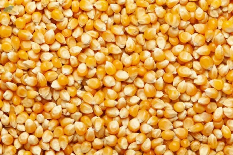 Maize