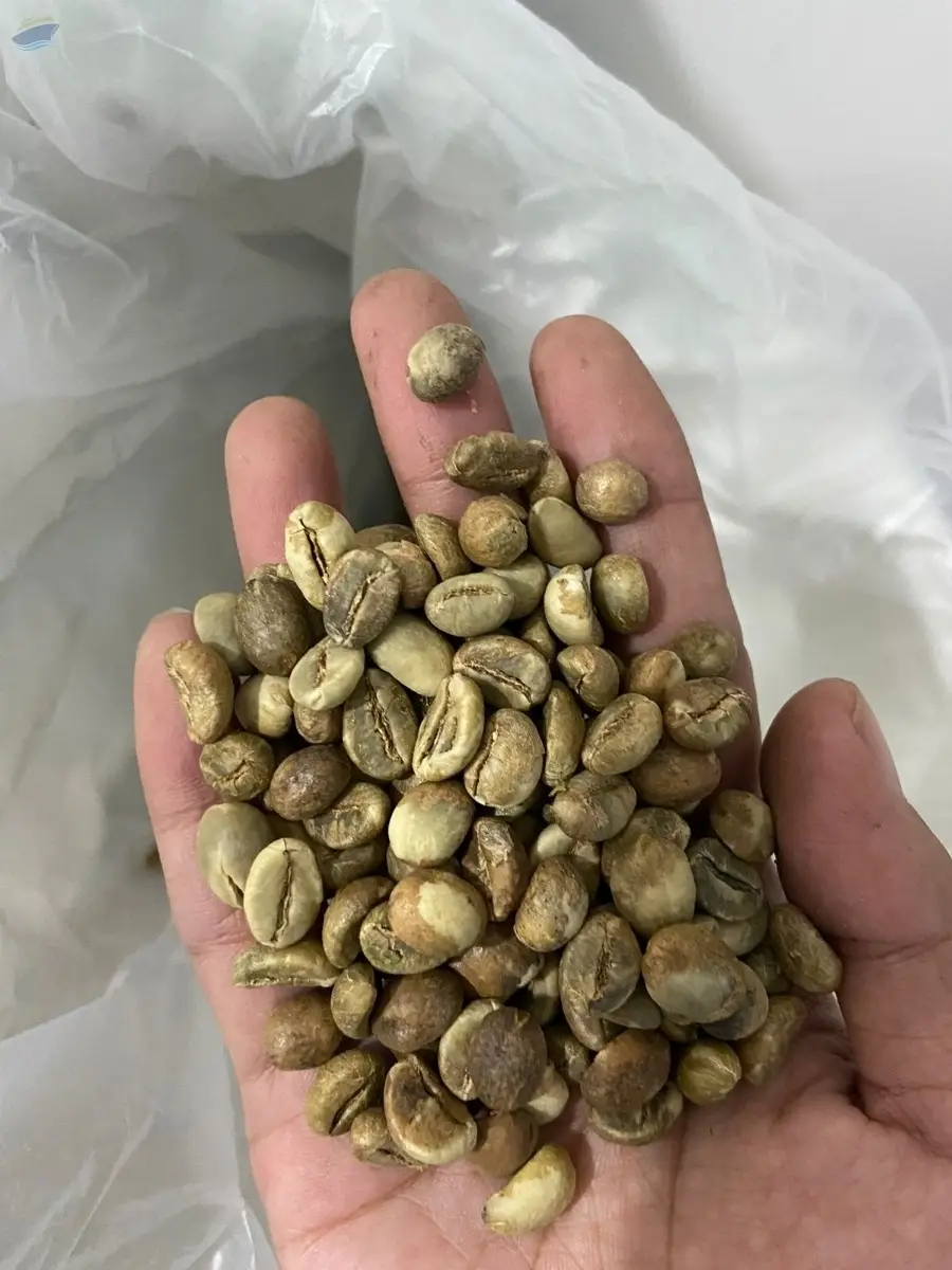 Green Bean Coffee (Robusta & Arabica)