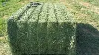 GS-Alfalfa