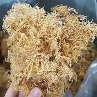 Nature Seamoss From Viet Nam