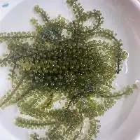Sea Grapes