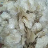 Dried Fish Scale