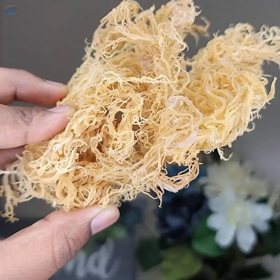 Dried Sea Moss
