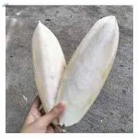 Cuttlefish Bone