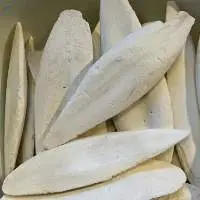 Cuttlefish Bone