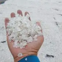 Dried Fish Scale