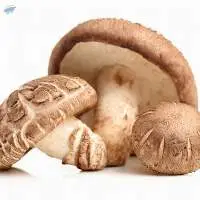 Dried Shiitake Mushroom