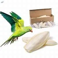 Cuttlefish Bone
