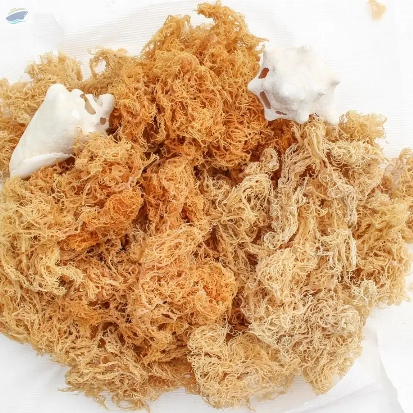 Dried Sea Moss by Hung Thinh Southern Plastic Servicetrading