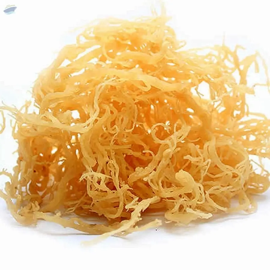 Sea Moss