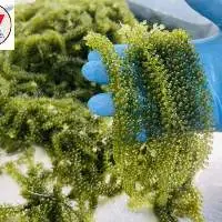 Sea Grapes