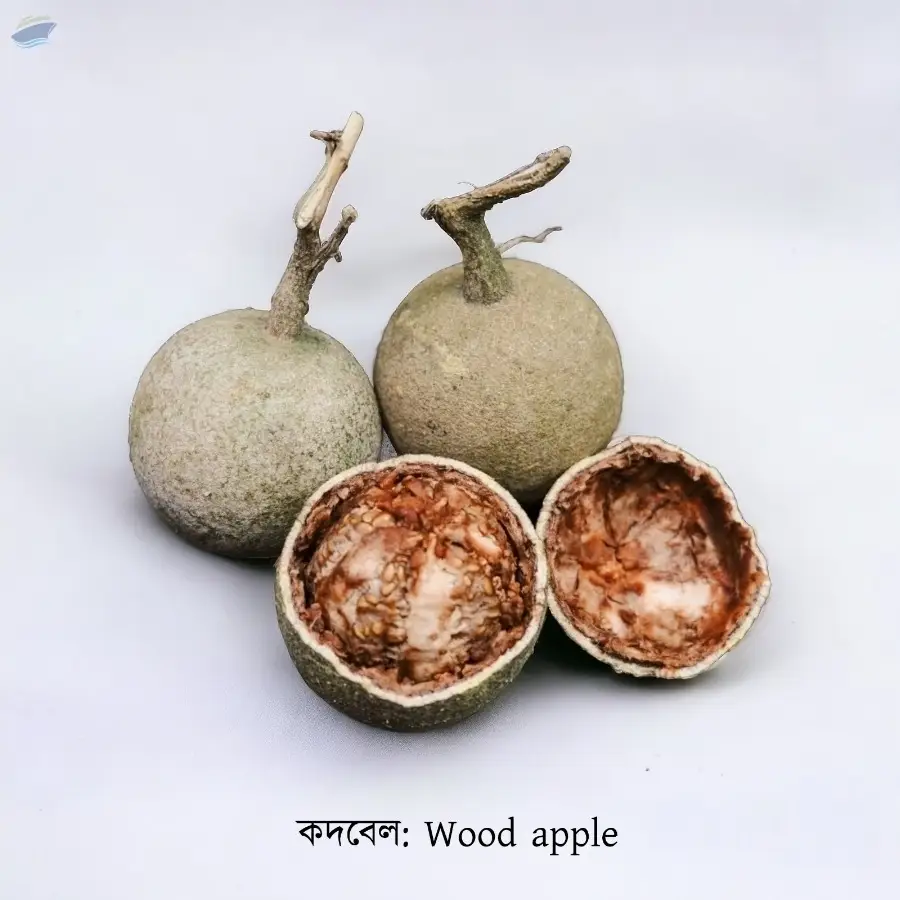 Wood Apple