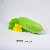 Wax gourd