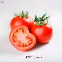 Tomato