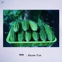 Balsam Pear