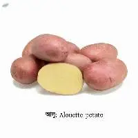Alouette Potato