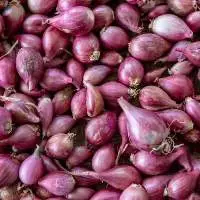 Indian Shallots